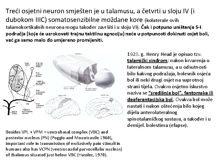 Treći osjetni neuron smješten je u talamusu, a četvrti u sloju IV (i dubokom