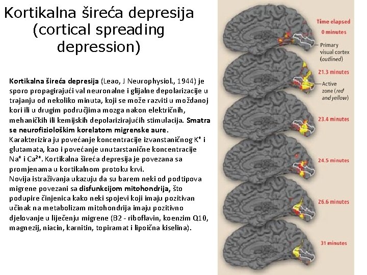 Kortikalna šireća depresija (cortical spreading depression) Kortikalna šireća depresija (Leao, J Neurophysiol. , 1944)
