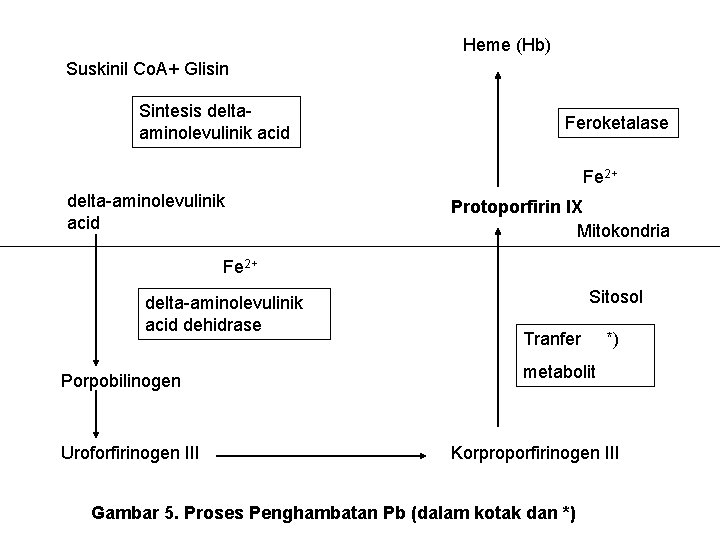 Heme (Hb) Suskinil Co. A+ Glisin Sintesis deltaaminolevulinik acid Feroketalase Fe 2+ delta-aminolevulinik acid