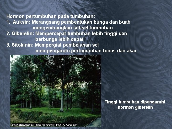 Hormon pertumbuhan pada tumbuhan: 1. Auksin: Merangsang pembentukan bunga dan buah mengembangkan sel-sel tumbuhan