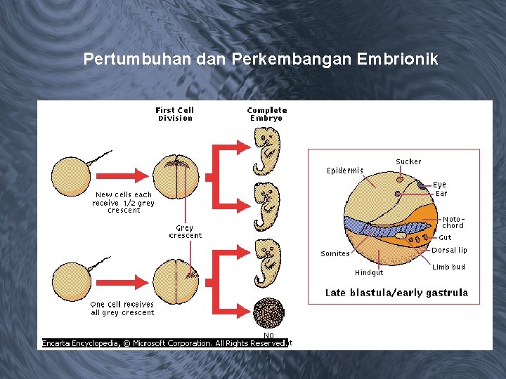 Pertumbuhan dan Perkembangan Embrionik 