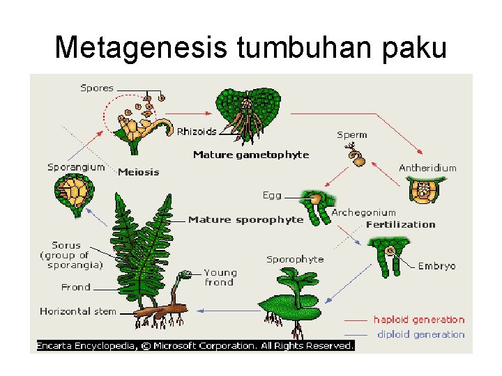 Metagenesis tumbuhan paku 