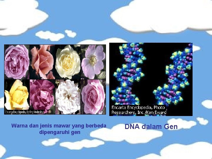 Warna dan jenis mawar yang berbeda dipengaruhi gen DNA dalam Gen 