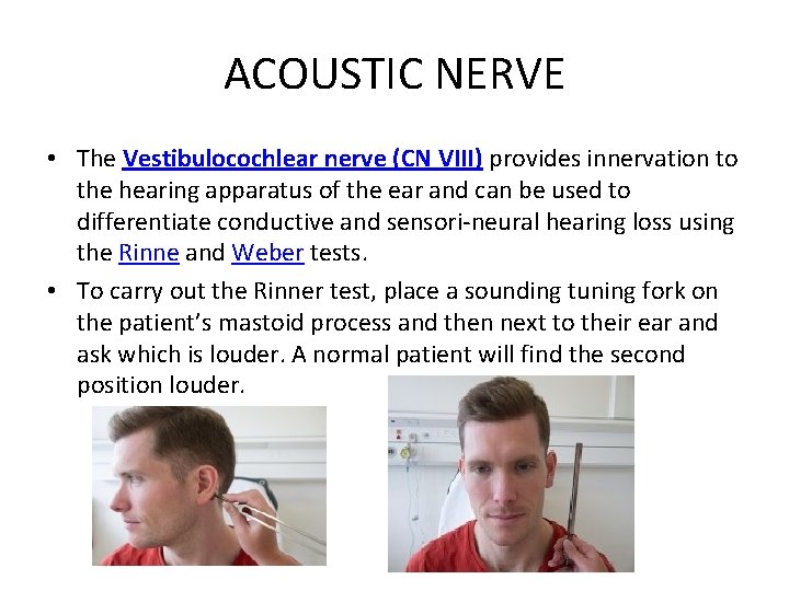 ACOUSTIC NERVE • The Vestibulocochlear nerve (CN VIII) provides innervation to the hearing apparatus