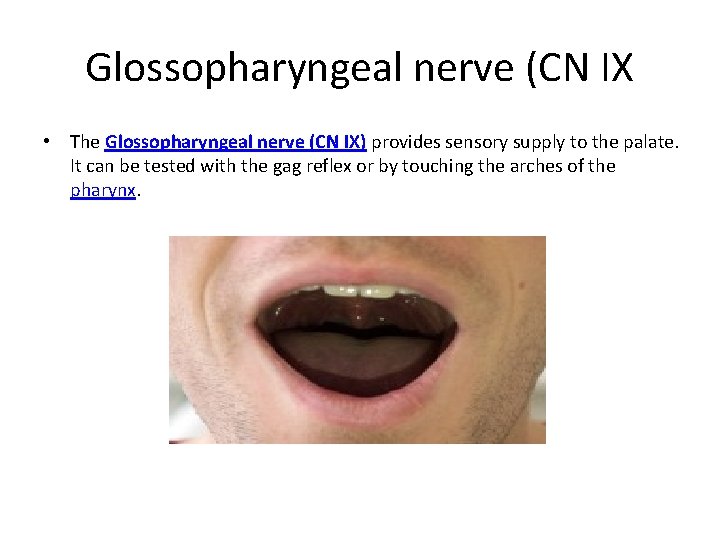 Glossopharyngeal nerve (CN IX • The Glossopharyngeal nerve (CN IX) provides sensory supply to
