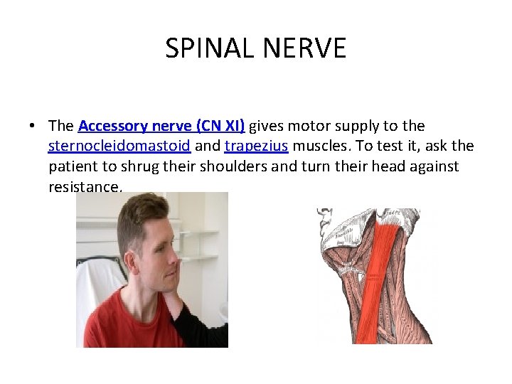 SPINAL NERVE • The Accessory nerve (CN XI) gives motor supply to the sternocleidomastoid