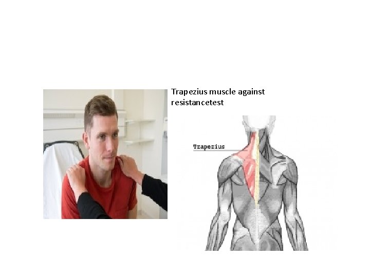 Trapezius muscle against resistancetest 