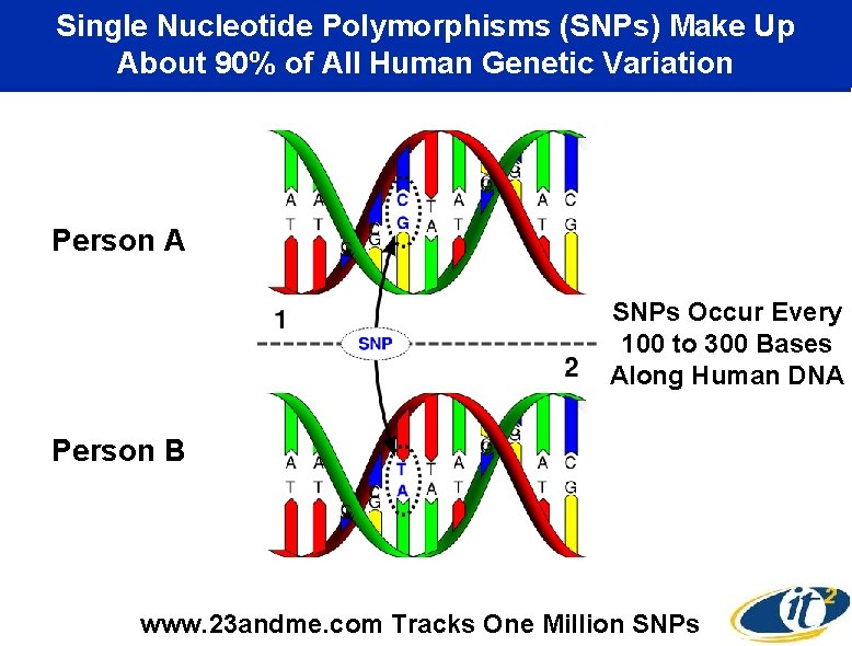 Single Nucleotide Polymorphisms (SNPs) Make Up About 90% of All Human Genetic Variation Person