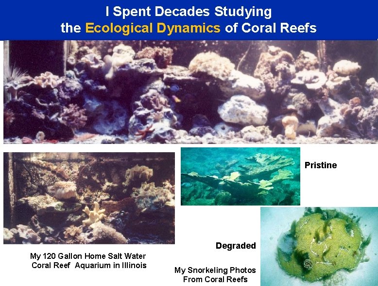 I Spent Decades Studying the Ecological Dynamics of Coral Reefs Pristine Degraded My 120
