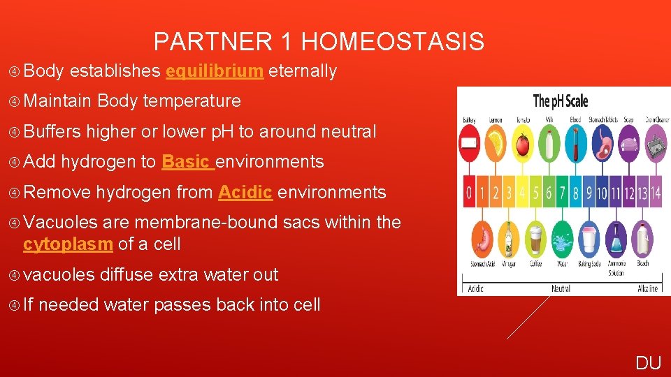 PARTNER 1 HOMEOSTASIS Body establishes equilibrium eternally Maintain Body temperature Buffers higher or lower