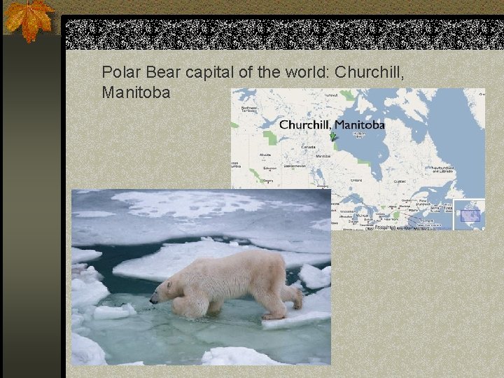 Polar Bear capital of the world: Churchill, Manitoba 
