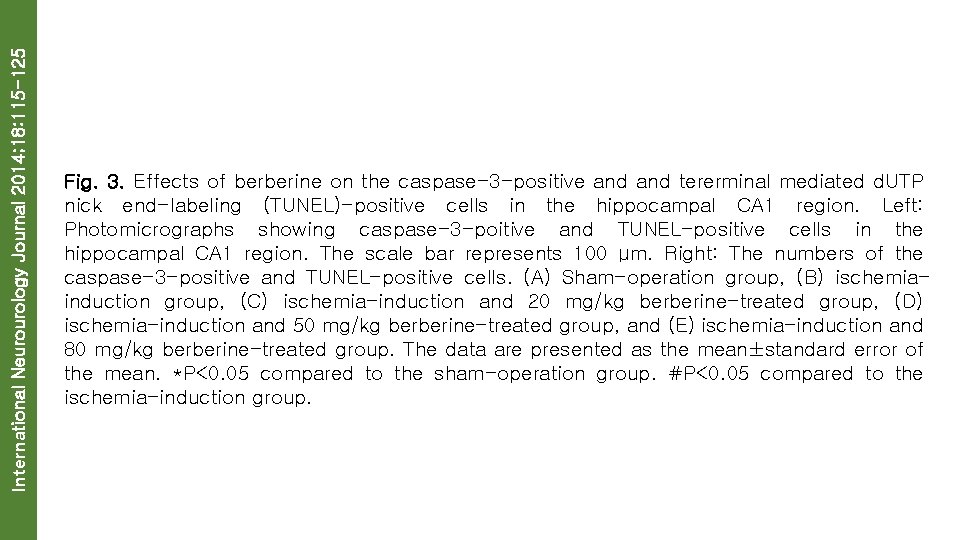 International Neurourology Journal 2014; 18: 115 -125 Fig. 3. Effects of berberine on the