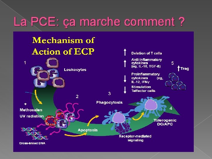 La PCE: ça marche comment ? 