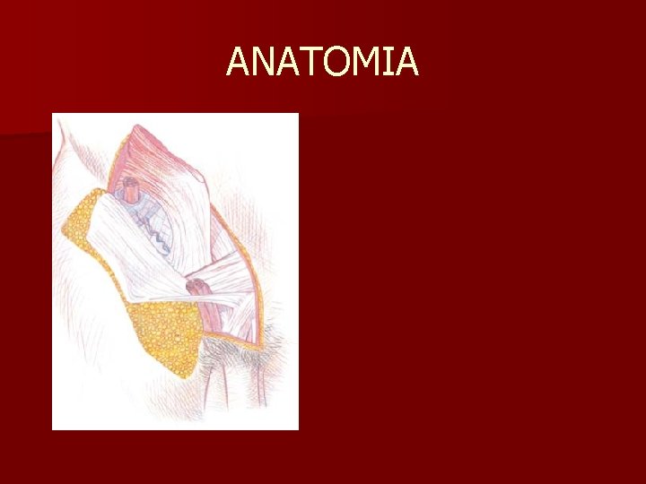 ANATOMIA 