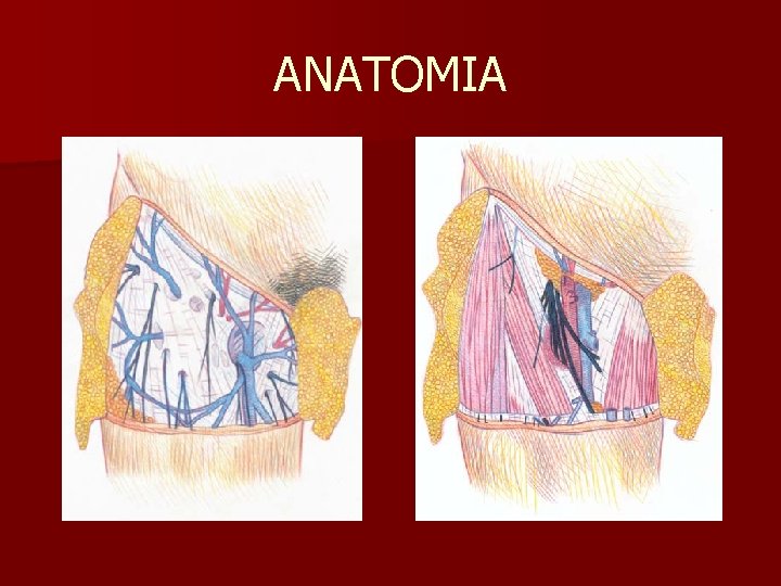 ANATOMIA 