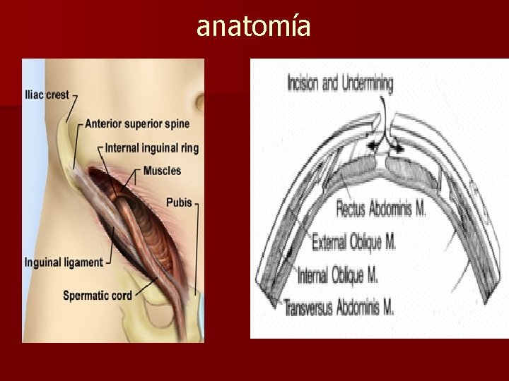 anatomía 