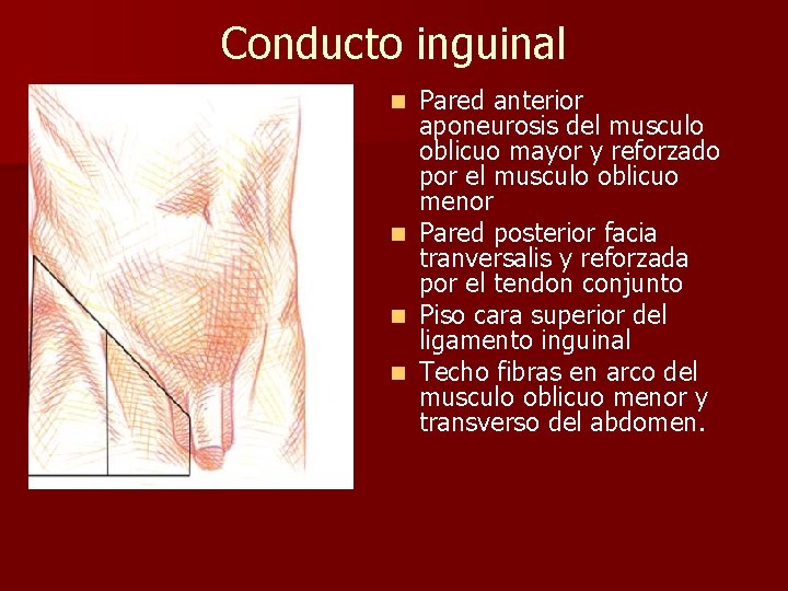 Conducto inguinal n n Pared anterior aponeurosis del musculo oblicuo mayor y reforzado por