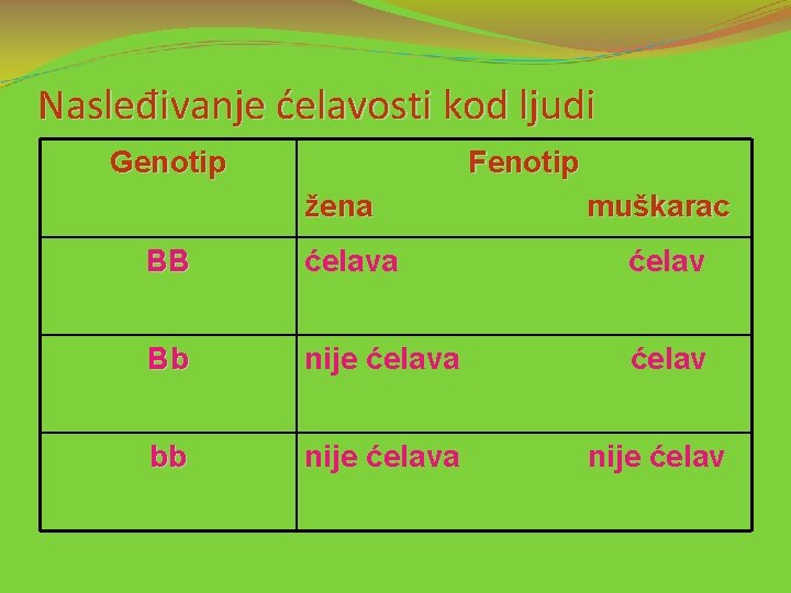 Nasleđivanje ćelavosti kod ljudi Genotip Fenotip žena muškarac BB ćelava ćelav Bb nije ćelava