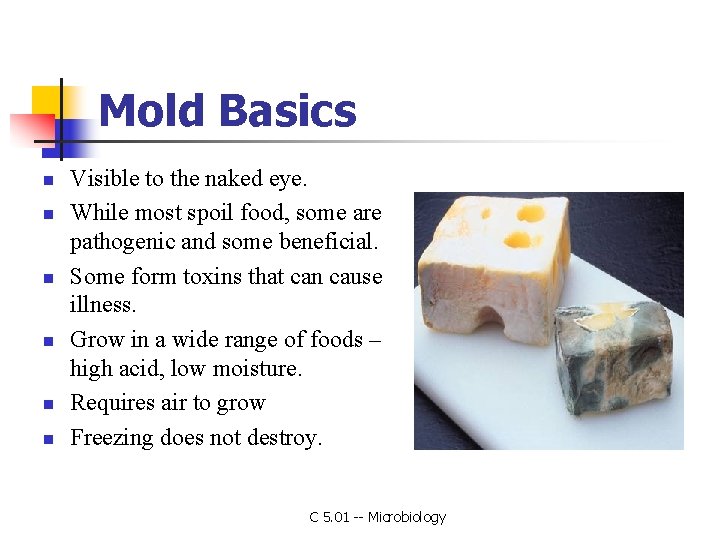 Mold Basics n n n Visible to the naked eye. While most spoil food,