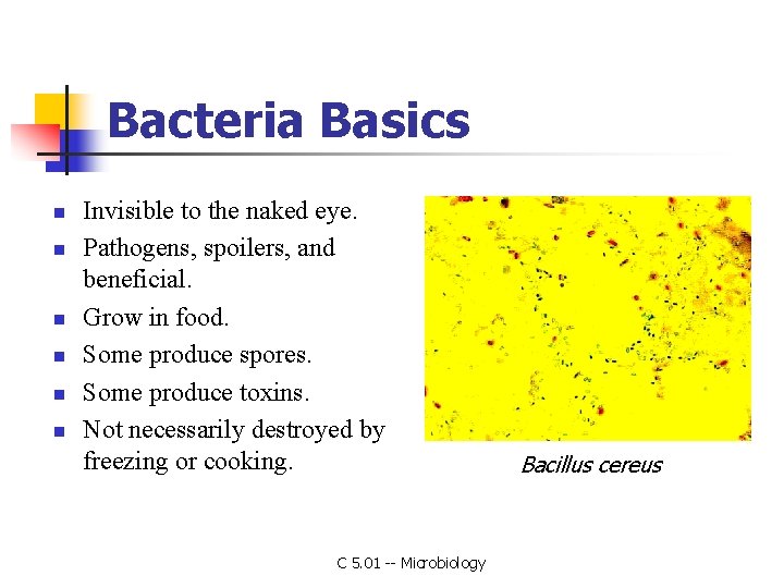 Bacteria Basics n n n Invisible to the naked eye. Pathogens, spoilers, and beneficial.