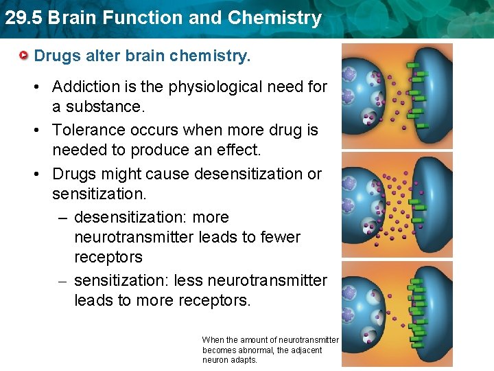 29. 5 Brain Function and Chemistry Drugs alter brain chemistry. • Addiction is the