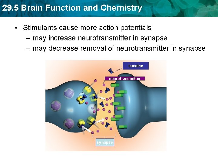 29. 5 Brain Function and Chemistry • Stimulants cause more action potentials – may