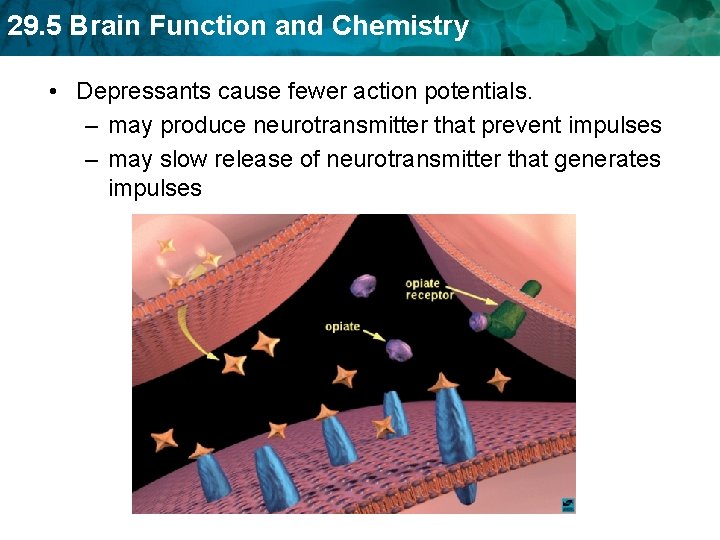 29. 5 Brain Function and Chemistry • Depressants cause fewer action potentials. – may
