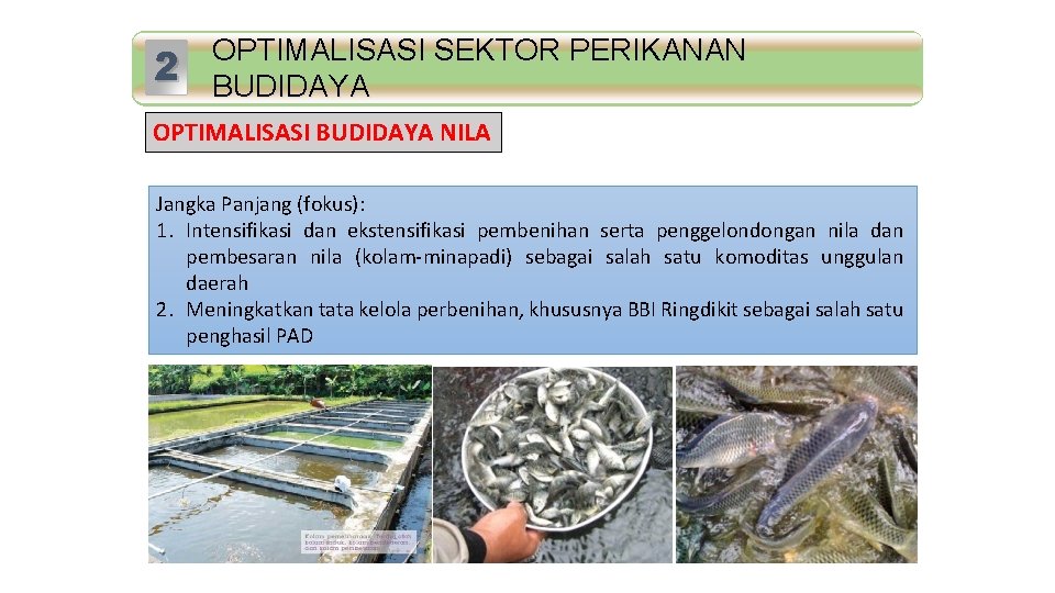 2 Standar Mutu OPTIMALISASI SEKTOR PERIKANAN BUDIDAYA OPTIMALISASI BUDIDAYA NILA Jangka Panjang (fokus): 1.