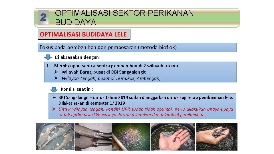 2 Standar Mutu OPTIMALISASI SEKTOR PERIKANAN BUDIDAYA OPTIMALISASI BUDIDAYA LELE Fokus pada pembenihan dan