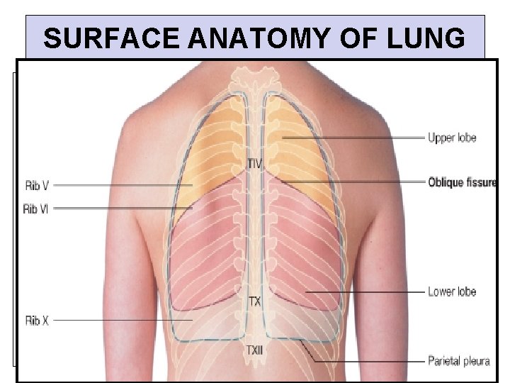 SURFACE ANATOMY OF LUNG • Apex, anterior border and posterior border correspond nearly to