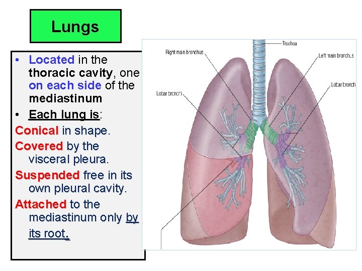 Lungs • Located in the thoracic cavity, one on each side of the mediastinum