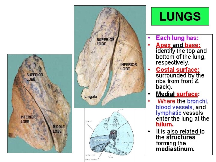 LUNGS • Each lung has: • Apex and base: identify the top and bottom