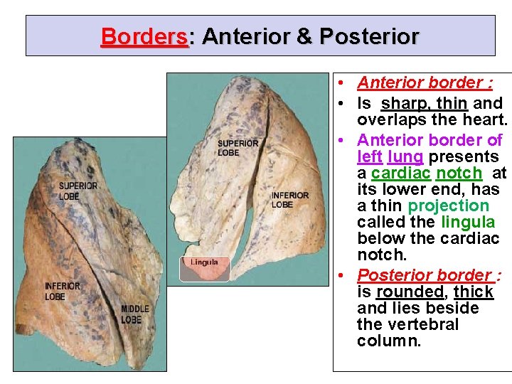 Borders: Anterior & Posterior • Anterior border : • Is sharp, thin and overlaps