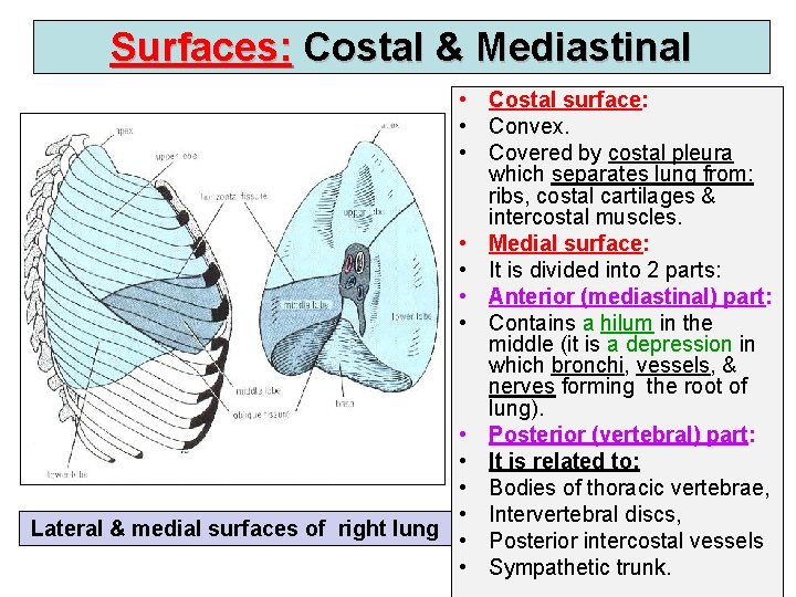 Surfaces: Costal & Mediastinal • Costal surface: • Convex. • Covered by costal pleura