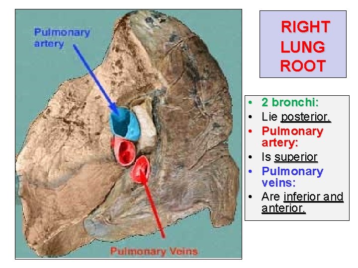 RIGHT LUNG ROOT • • • 2 bronchi: Lie posterior. Pulmonary artery: Is superior