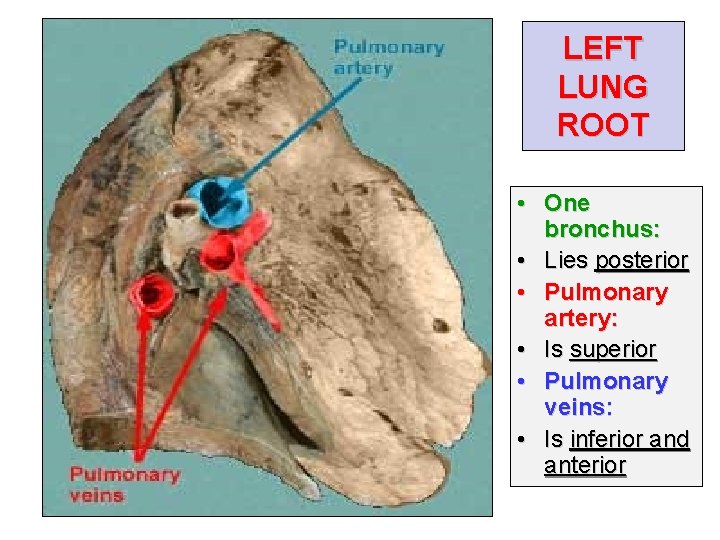 LEFT LUNG ROOT • One bronchus: • Lies posterior • Pulmonary artery: • Is