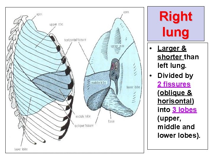 Right lung • Larger & shorter than left lung. • Divided by 2 fissures