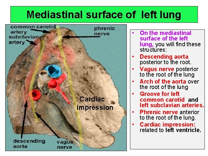 Mediastinal surface of left lung Cardiac impression • On the mediastinal surface of the