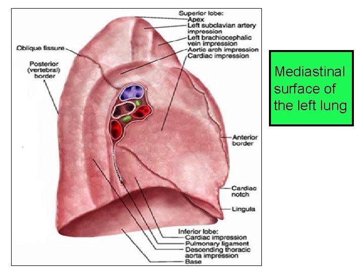 Mediastinal surface of the left lung 