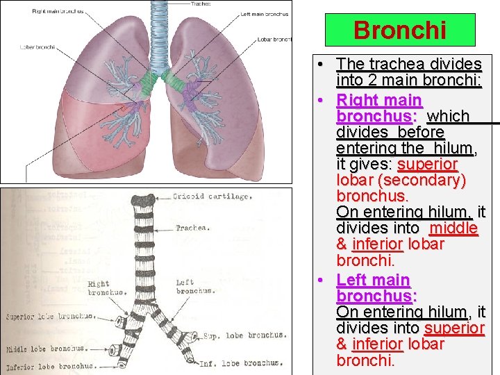 Bronchi • The trachea divides into 2 main bronchi: • Right main bronchus: which