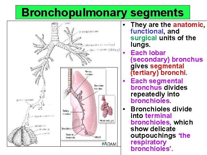 Bronchopulmonary segments • They are the anatomic, functional, and surgical units of the lungs.