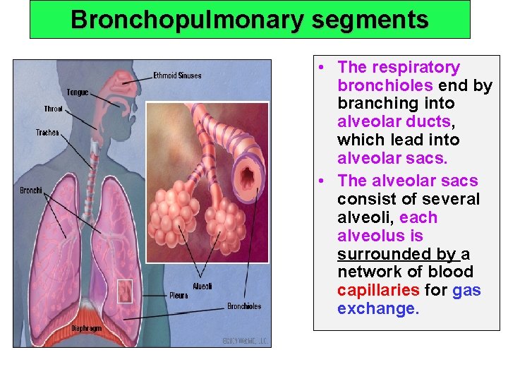 Bronchopulmonary segments • The respiratory bronchioles end by branching into alveolar ducts, which lead