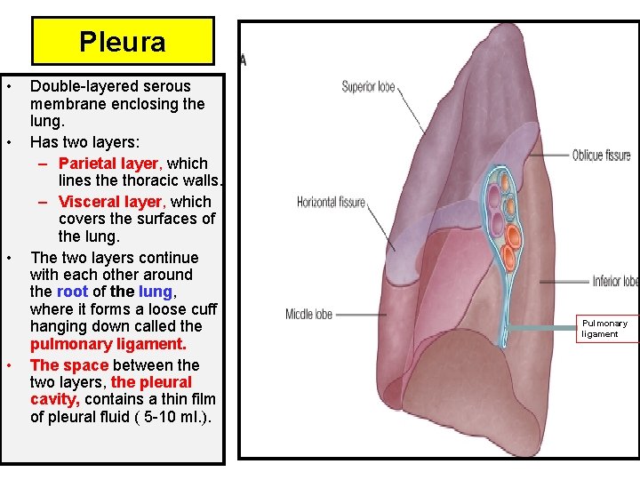 Pleura • • Double-layered serous membrane enclosing the lung. Has two layers: – Parietal