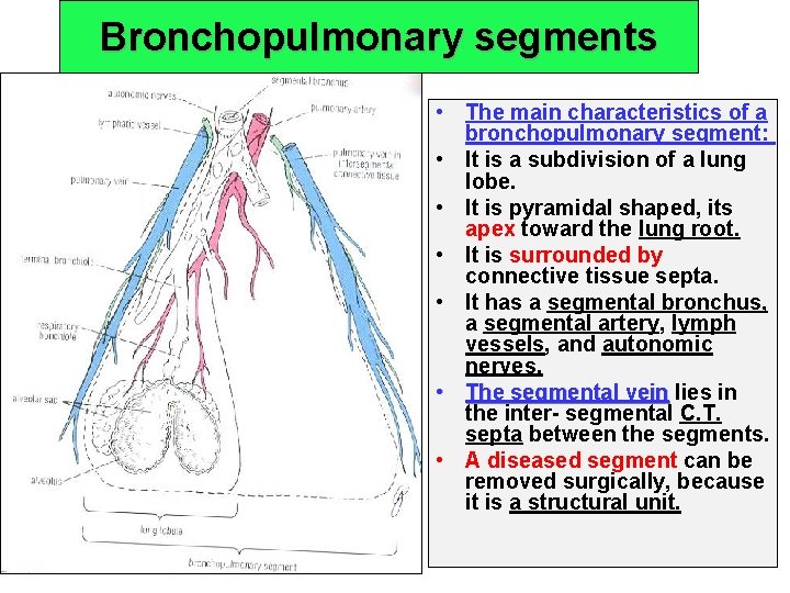 Bronchopulmonary segments • The main characteristics of a bronchopulmonary segment: • It is a