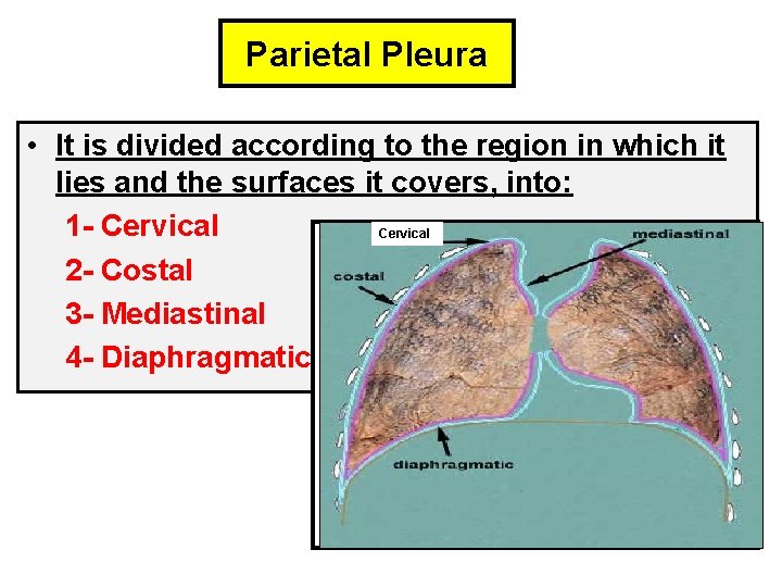 Parietal Pleura • It is divided according to the region in which it lies