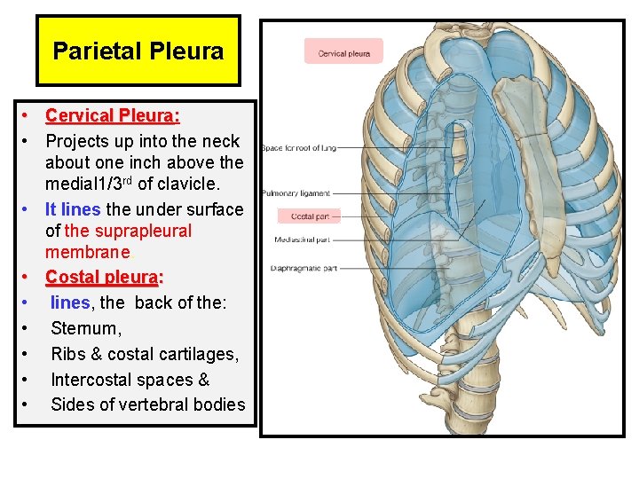 Parietal Pleura • Cervical Pleura: Pleura • Projects up into the neck about one