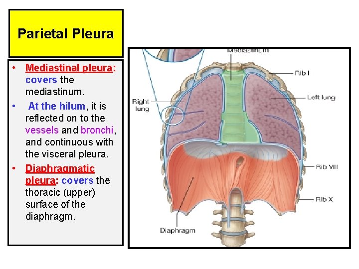 Parietal Pleura • Mediastinal pleura: pleura covers the mediastinum. • At the hilum, it