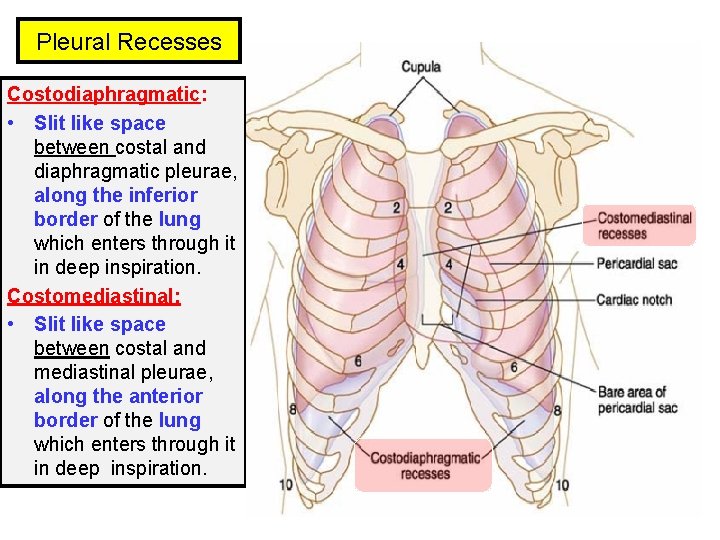 Pleural Recesses Costodiaphragmatic: • Slit like space between costal and diaphragmatic pleurae, along the