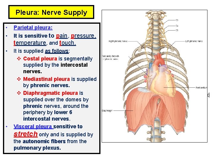 Pleura: Nerve Supply • Parietal pleura: • It is sensitive to pain, pressure, temperature,