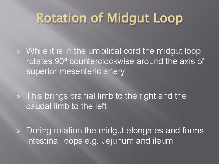 Rotation of Midgut Loop Ø While it is in the umbilical cord the midgut